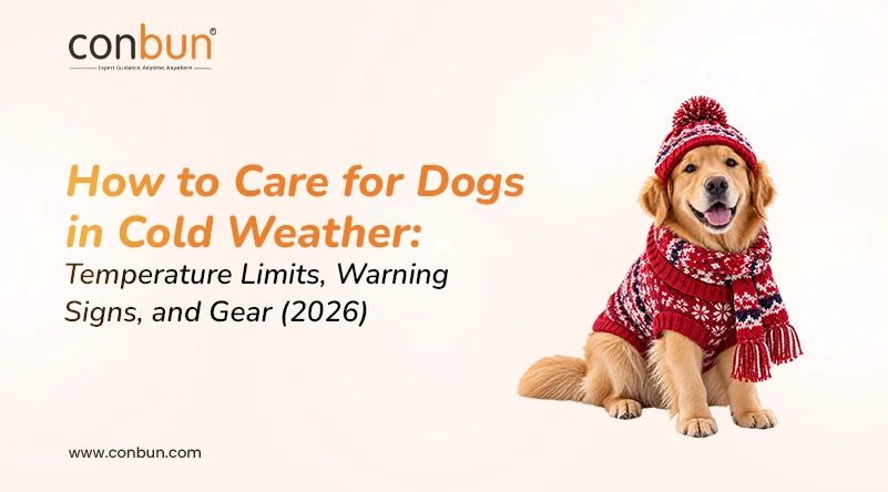 How to Care for Dogs in Cold Weather: Temperature Limits, Warning Signs, and Gear 2026